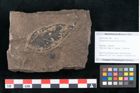 Foto (Objekt + Etikett) von Cinnamomum polymorphum Braun (NHMW-GEO-2024-0188-7996)